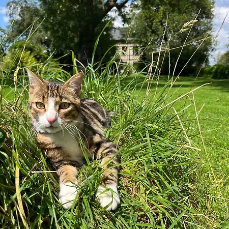 Le Petit Manoir De La Vernelle Alojamento de Acomodação e Pequeno-almoço